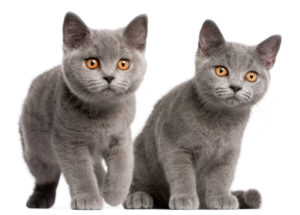 British Shorthair kittens, 3 months old, in front of white background