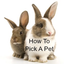 How To Pick A Pet