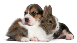 how to pick a pet rabbit dog