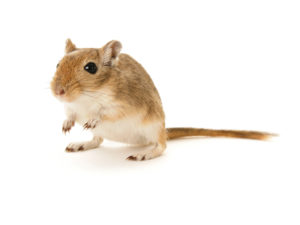 Gerbils vs. Hamsters – What’s The Difference?