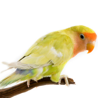 How to pick a pet bird