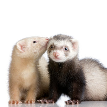 Pet Ferrets Love To Play